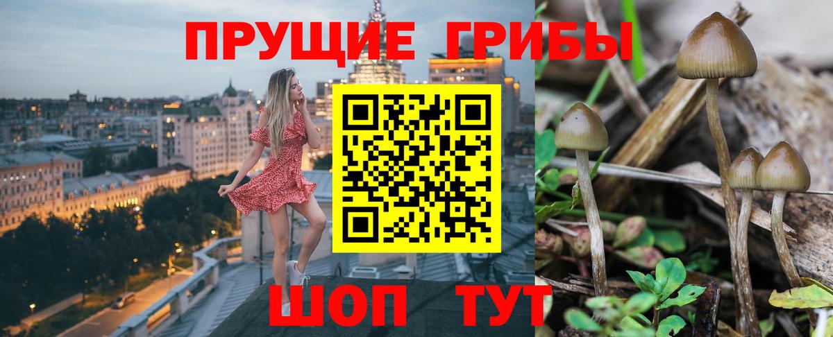 Галлюциногенные грибы Psilocybine cubensis Сосновоборск